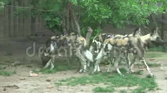 非洲野狗利康皮图斯视频的预览图