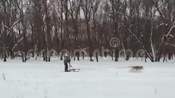 哈士奇狗雪橇队赛车无人机镜头视频的预览图