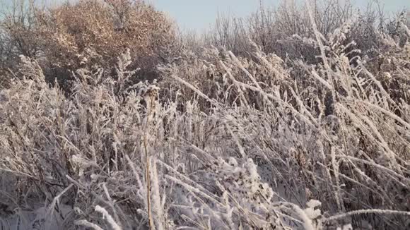 白雪覆盖的植物视频的预览图