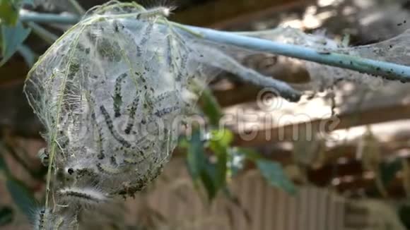 花园或后院里的一种树寄生着毛毛虫上面覆盖着蜘蛛蛾的网天幕毛虫属视频的预览图
