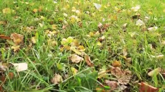 秋天的叶子在绿草上低角度拍摄视频的预览图