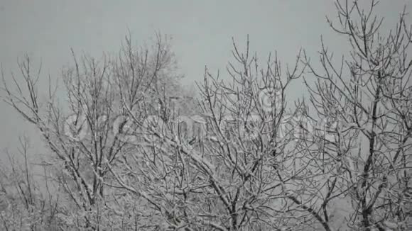 降雪和树木视频的预览图