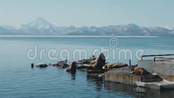 在堪察加的海狮酒店的山景视频的预览图