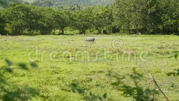 灰色健康的亚洲水牛在牧场上用绿色多汁的草喂养环绕着明亮的树木典型典型视频的预览图