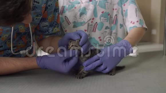 两名兽医在一家兽医诊所检查一只小猫视频的预览图
