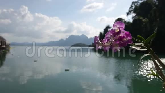 粉红色的兰花特写镜头在湖的背景下迎风飘扬视频的预览图
