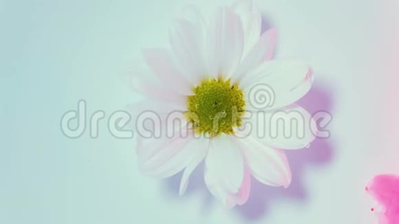 白色的花朵和粉红色的墨云视频的预览图