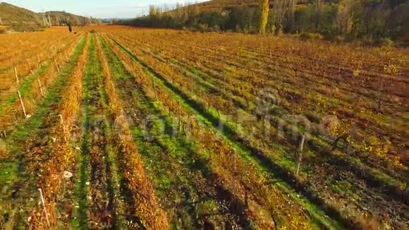 葡萄园的风景很远一排排藤蔓覆盖着黄色的叶子视频的预览图