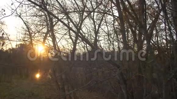 太阳在树枝后面闪烁日落时的秋天森林森林里的湖视频的预览图