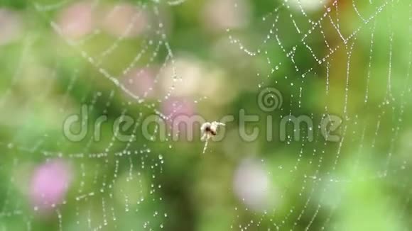雨滴中的蜘蛛网把网爬起来野生动物园暑假视频的预览图