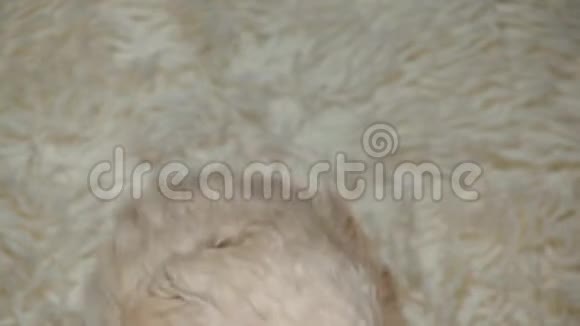小狗肖像羊毛格子背景高清镜头视频的预览图