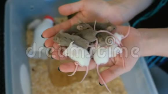 女人手里的小老鼠实验室里视频的预览图
