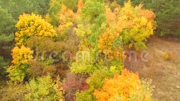 飞越秋林树冠视频的预览图