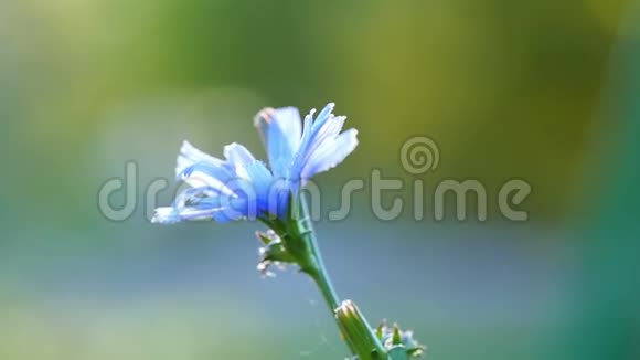 寂寞蓝花特写在田野里植物花朵动作缓慢视频的预览图