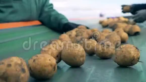 人们把坏土豆从传送带上扔掉关上视频的预览图