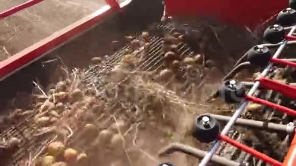 特写镜头土豆块茎在特殊的机器磁带上移动一辆特殊的拖拉机把土豆挖出来然后把它倒进一辆车的后部视频的预览图