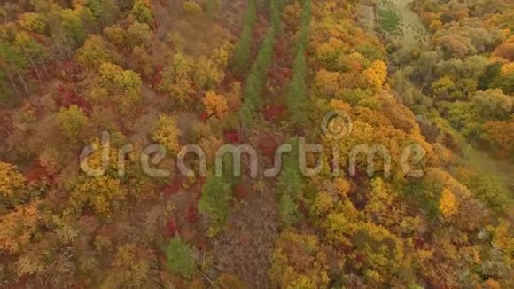 离开秋天的森林摄像机视频的预览图