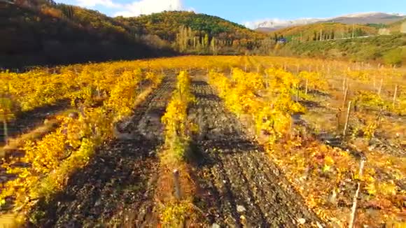 秋天一排排发黄的葡萄藤视频的预览图