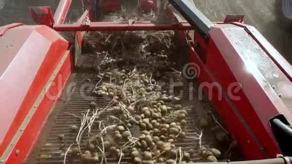 初秋在农田里收获土豆一台特制的拖拉机挖出土豆把它倒进视频的预览图