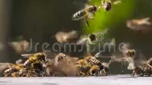 一群蜜蜂聚集在一起视频的预览图
