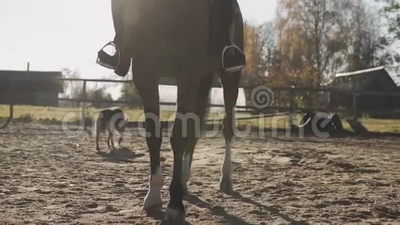棕马女牛仔户外慢动作的棕色马腿视频的预览图