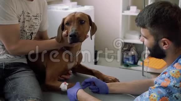 专业兽医给狗放导管视频的预览图