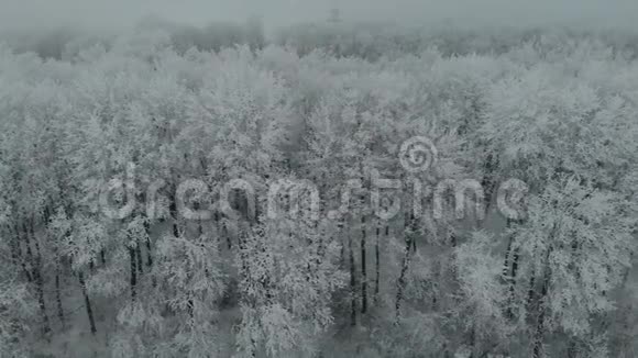 空中无人机拍摄的冬季雾中冰封树木的画面视频的预览图
