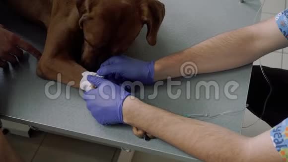 兽医把导管放在放在桌子上的狗身上视频的预览图