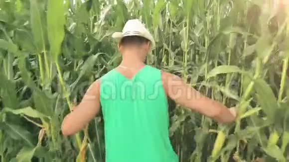 一个年轻的农民穿过玉米地视频的预览图