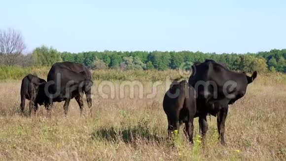 靠近奶牛的小牛喝牛奶吃牛群在田里放牧农场的肉类生产夏天温暖的一天视频的预览图