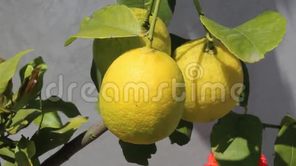 柠檬树视频的预览图