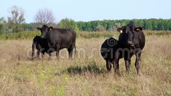 靠近奶牛的小牛喝牛奶吃牛群在田里放牧农场的肉类生产夏天温暖的一天视频的预览图