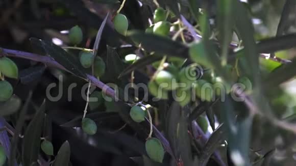 树上的橄榄在风中移动视频的预览图