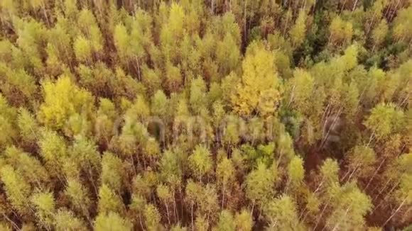 秋林空中无人机观景视频的预览图