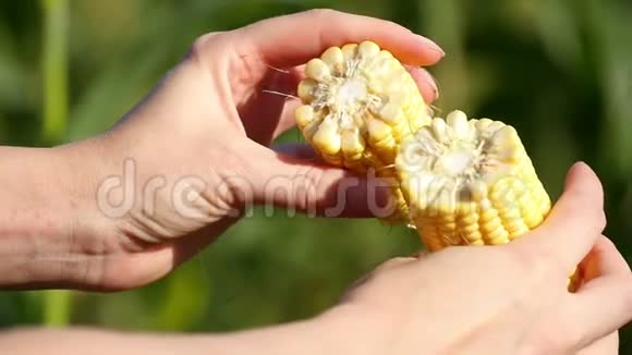 一个农民打破了玉米在镜头上显示了两半检查农作物的质量农业和视频的预览图