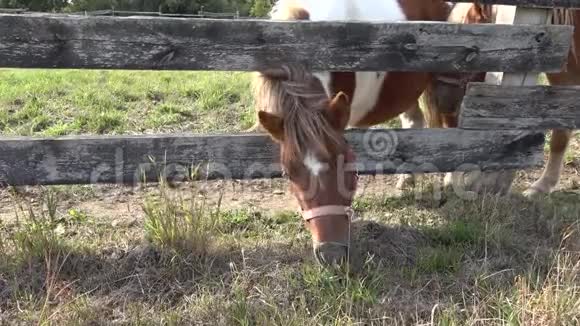 农场里的两匹小马小马吃草视频的预览图