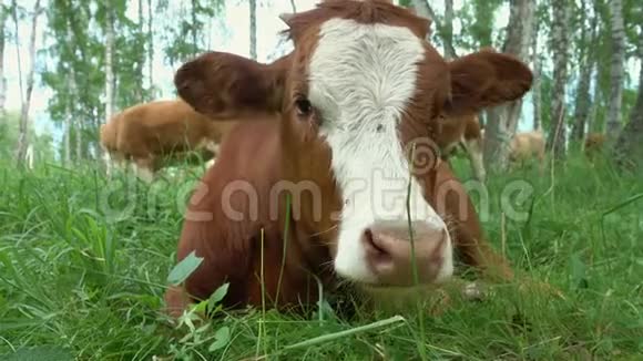 牛躺在白桦林里视频的预览图