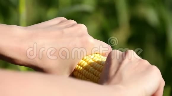 一个农民通过检查作物的质量来打破玉米女性手的特写农业和视频的预览图