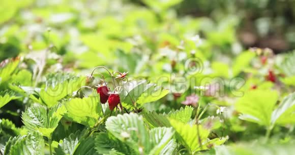 成熟的草莓生长夏天的森林浆果视频的预览图