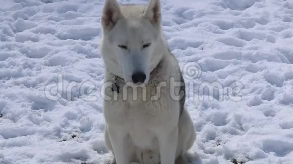 西伯利亚哈士奇狗坐在外面的雪地里看着周围的环境视频的预览图