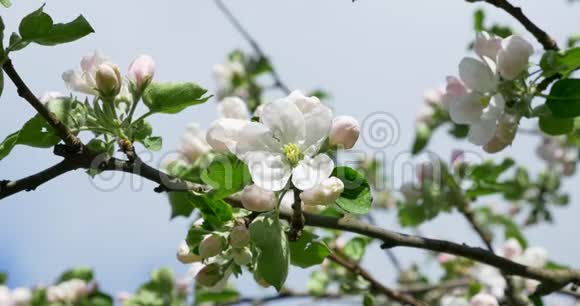 苹果开花盛开的果园树上盛开的白色粉红色花朵园艺视频的预览图