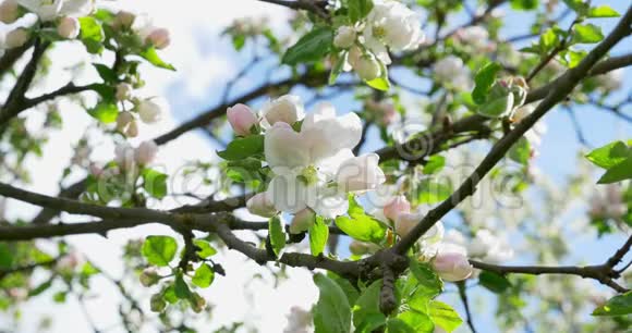 苹果开花盛开的果园树上盛开的白色粉红色花朵园艺视频的预览图