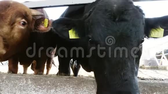 特写镜头年轻的公牛咀嚼干草苍蝇飞来飞去排牛大黑纯种种公牛吃干草农业视频的预览图