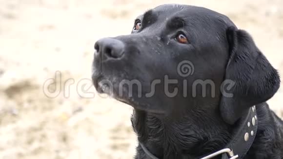 黑狗坐着仔细地看舔等待食物3840x21604K视频的预览图