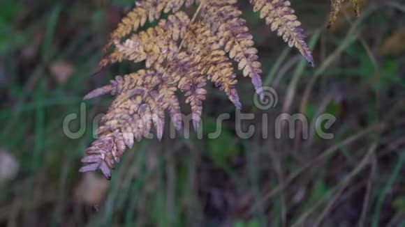 秋天西伯利亚森林的蕨类植物枯萎的叶子黄灰色萎蔫的蕨叶视频的预览图