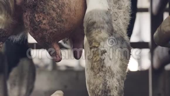 在奶牛场的一个工人挤奶视频的预览图