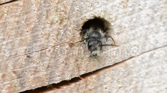 孤独的野生蜜蜂从树干上的一个洞里望出来昆虫旅馆视频的预览图