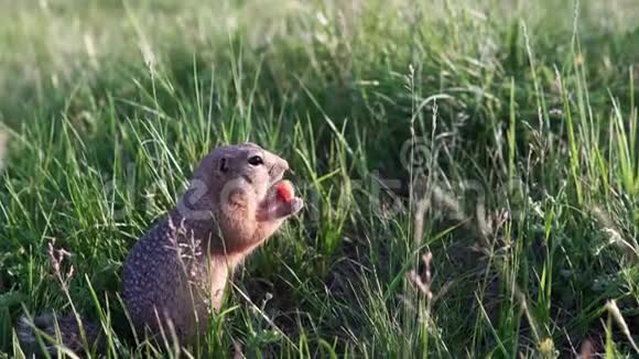 毛茸茸的滑稽地鼠坐在草地上啃食或吃胡萝卜视频的预览图