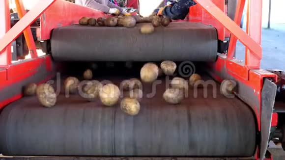 特写镜头手套工人正在传送带上手动分拣土豆土豆放在大木头里视频的预览图