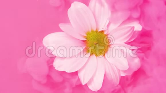 白色的花朵和粉红色的墨云视频的预览图